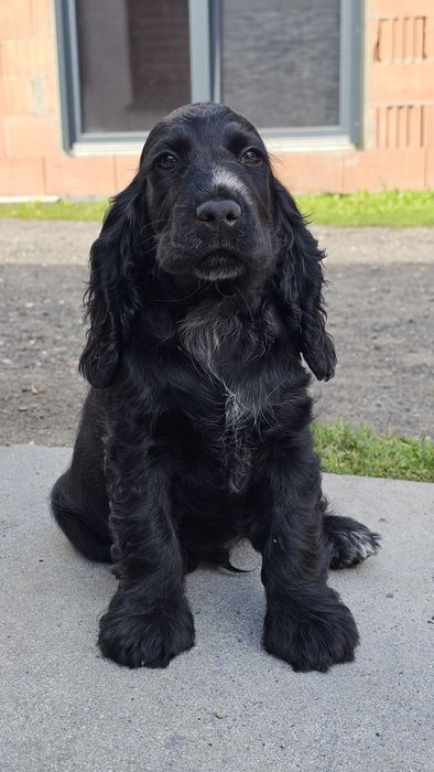 Cocker spaniel angielski