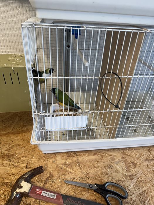Casais diamantes gould