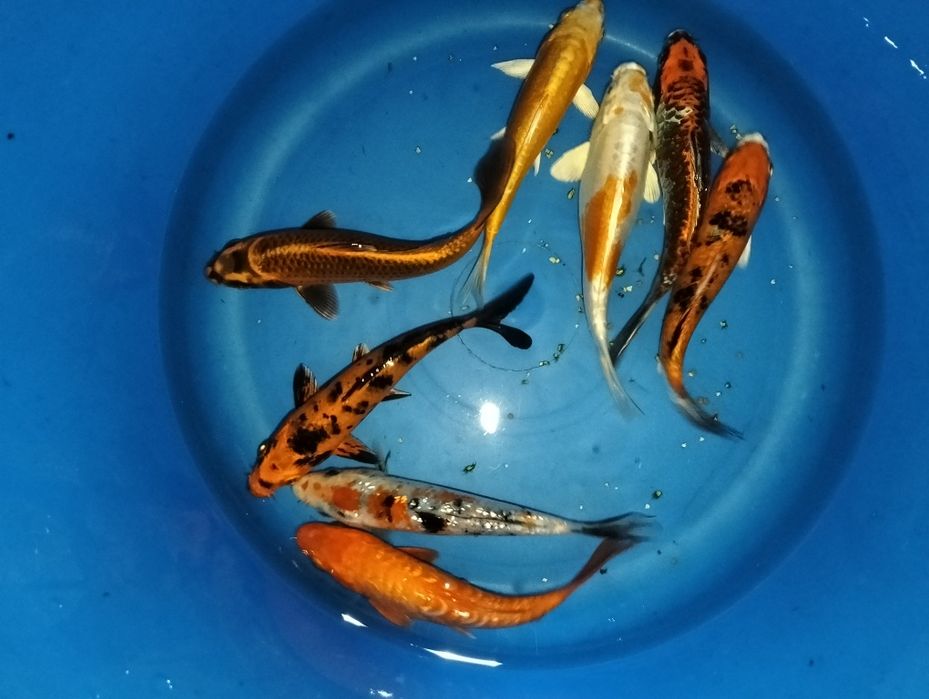 Carpa koi seleção 15 a 16cm