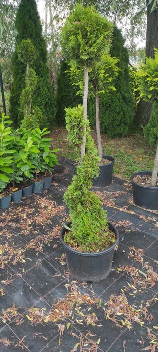 Krzewy formowane BONSAI 200CM