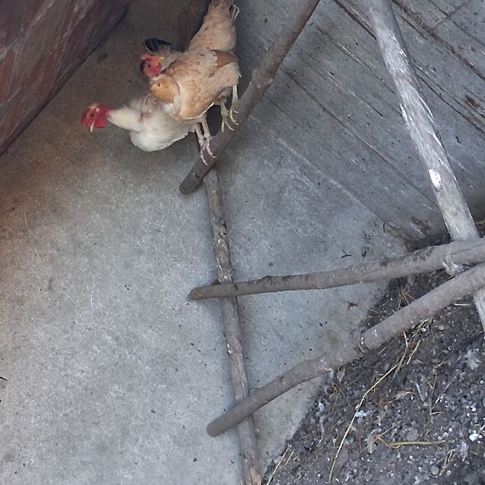 Garnisés varias cores