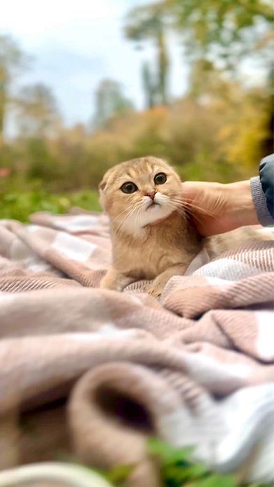 Ніжні та милі кошенятка фолд золота шиншила котики