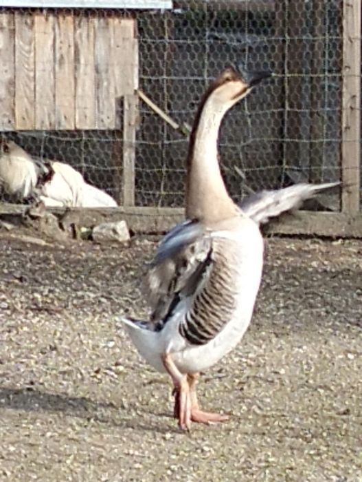Ganço da Guiné macho
