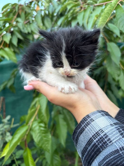 Кошенята хлопчики в добрі  руки