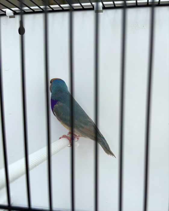 Diamante de gould macho adulto gold