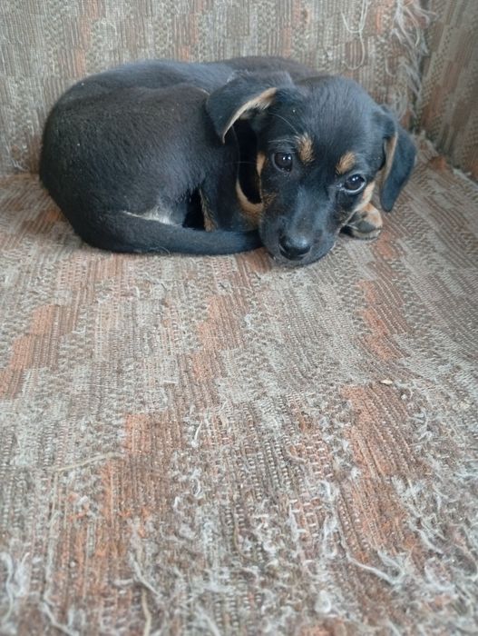 Віддам в добрі руки