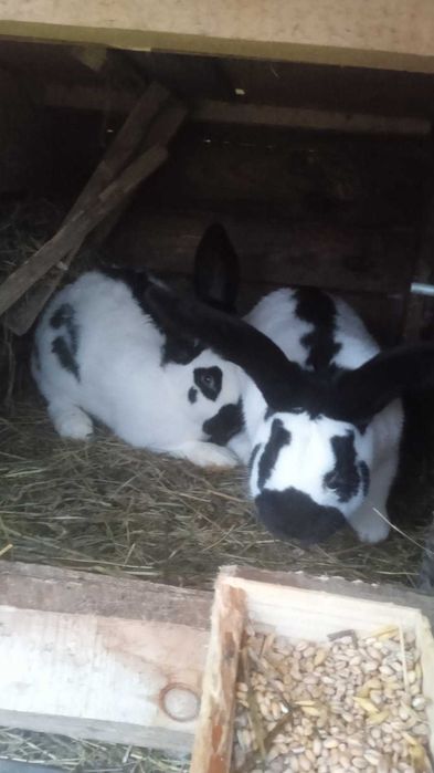 Sprzedam samca i samice