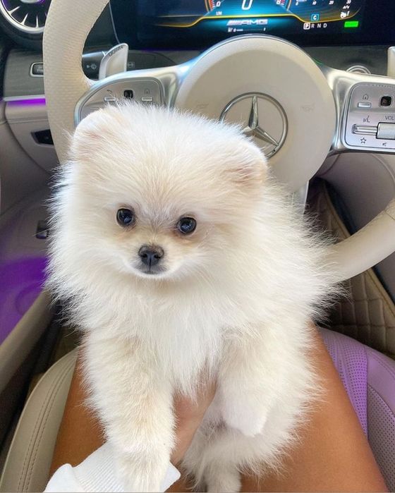 Класнючі  породні хлопчики та  дівчатка))