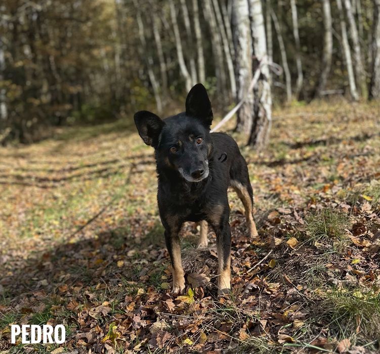 Wesoły, aktywny, 11 kg Pedro adopcja