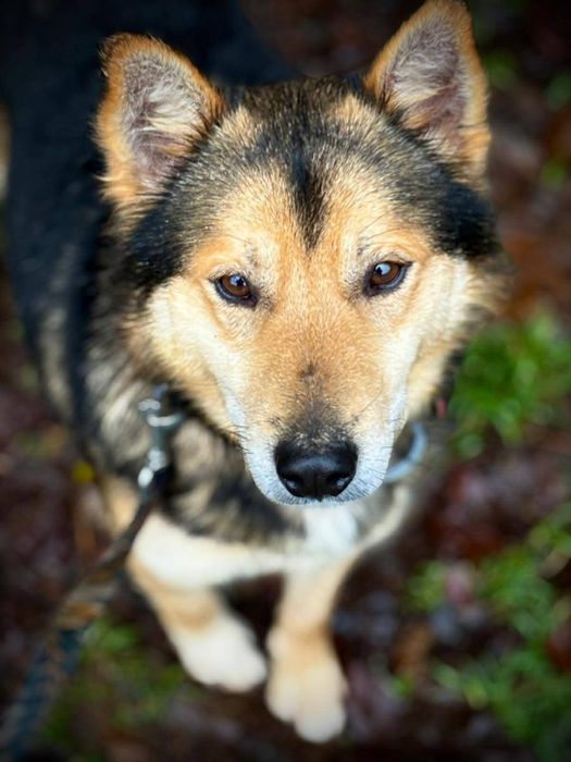 Łagodny pies szuka domu  / do adopcji