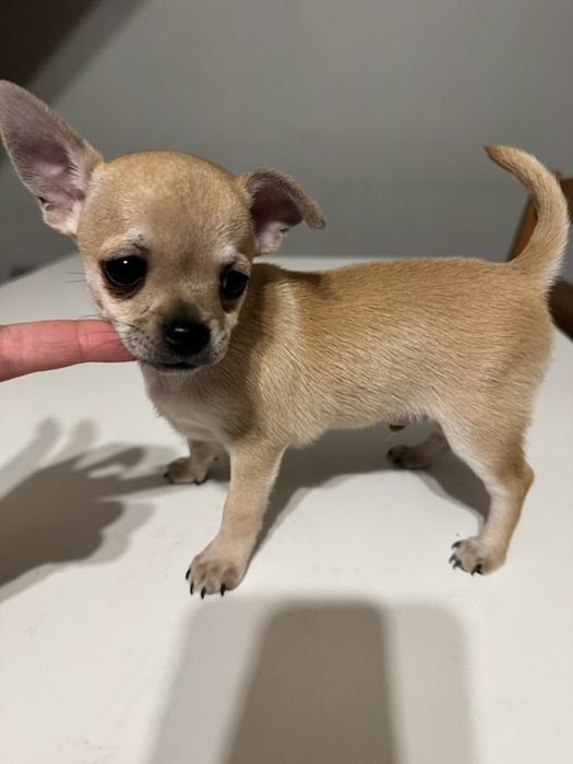 Chihuahua krótkowłosy piesek