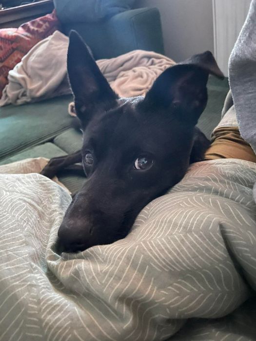 Badi sympatyczny pies do adopcji