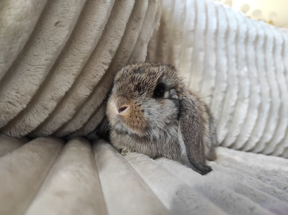 Króliczek Mini Lop Czysta Rasa z Wyprawką