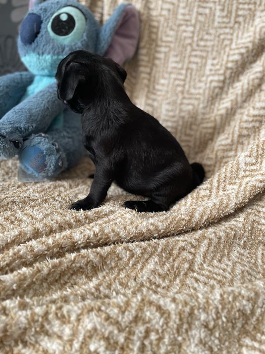 Mops czarny samczyk