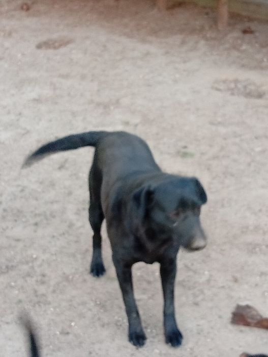 Oddam mix Labrador