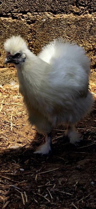 Ovos Sedosa do Japão