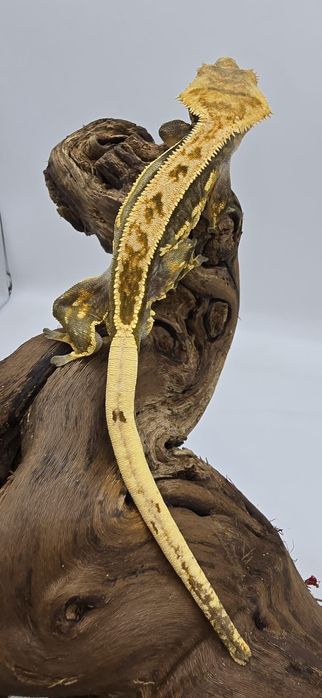 Gekon Orzęsiony - Correlophus ciliatus