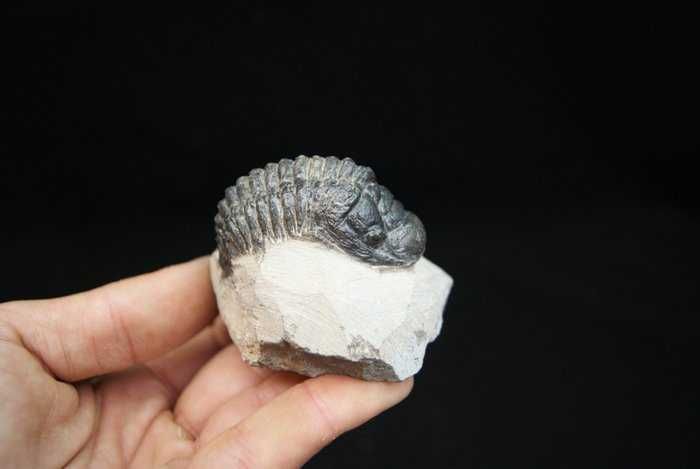 Fossil trilobite Crotalocephalus Gibbus