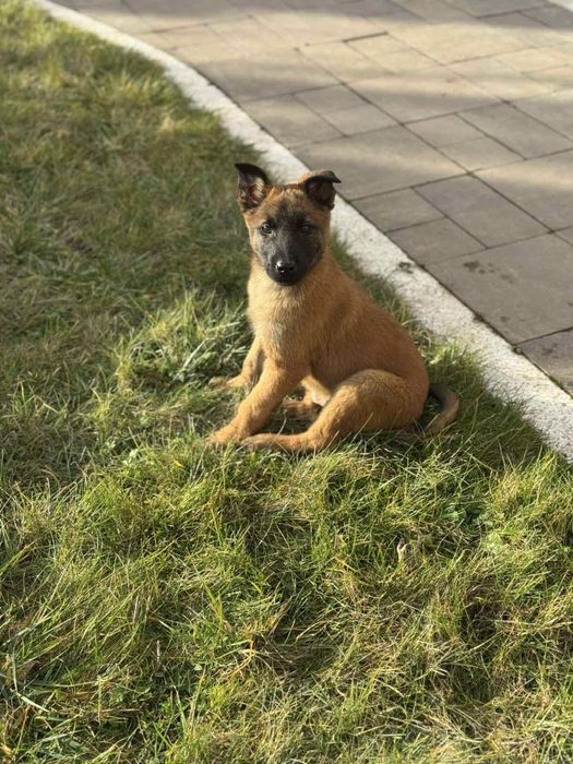 Цуценята малінуа