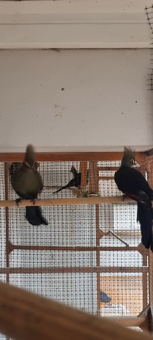 Turaco persa bufoni femea