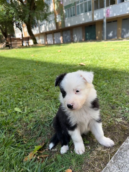 Border collie macho