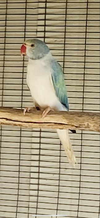 Ring Necks varias mutações