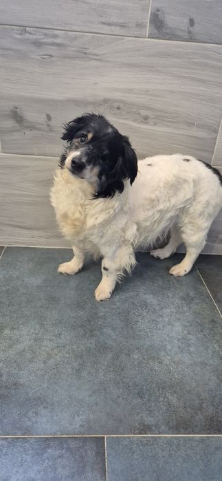 Piesek okolo 6 lat