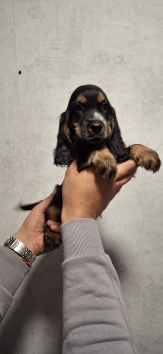 Cocker Spaniel Angielski piesek