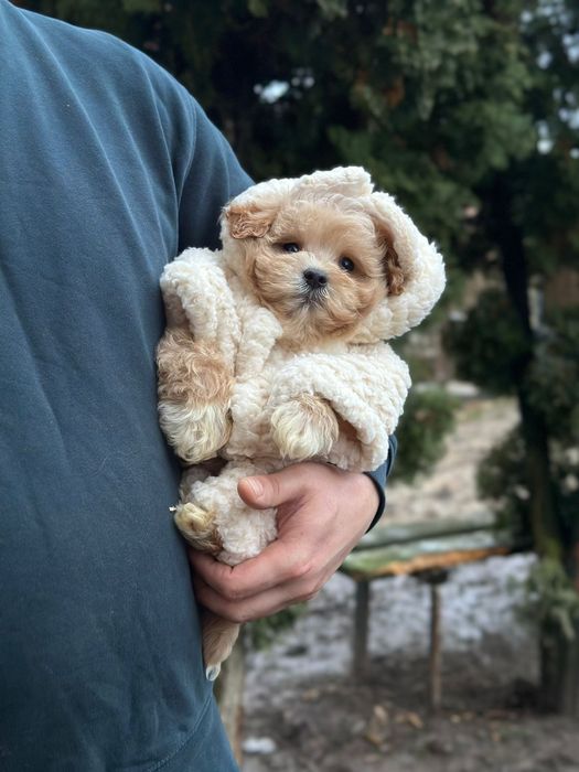 Пупсіки мальтіпу, мальтипу '