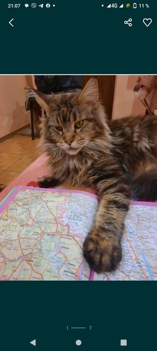 распродажа питомника