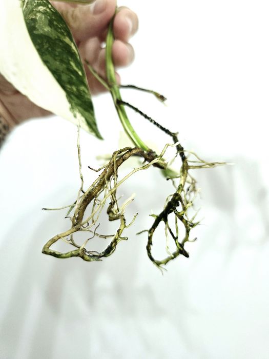 Epipremnum Pinnatum variegata