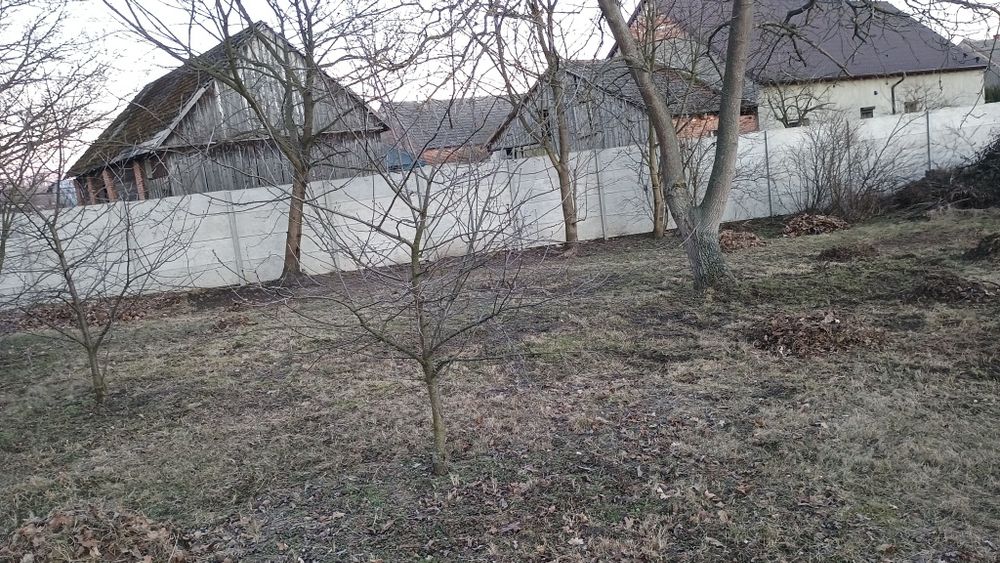 Drzewa do wycięcia za darmo