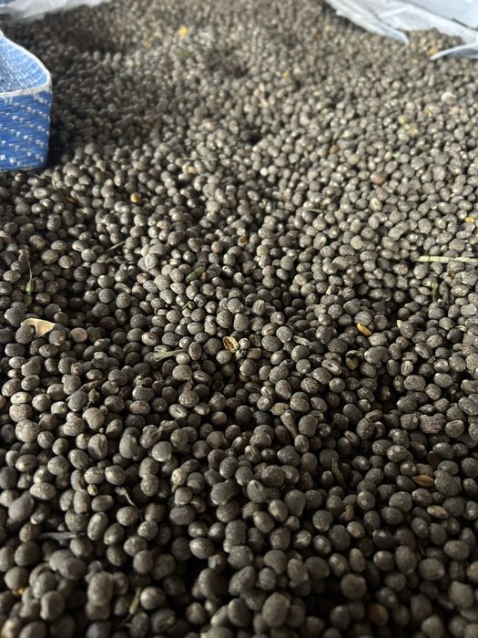 Łubin niebieski waskolistny