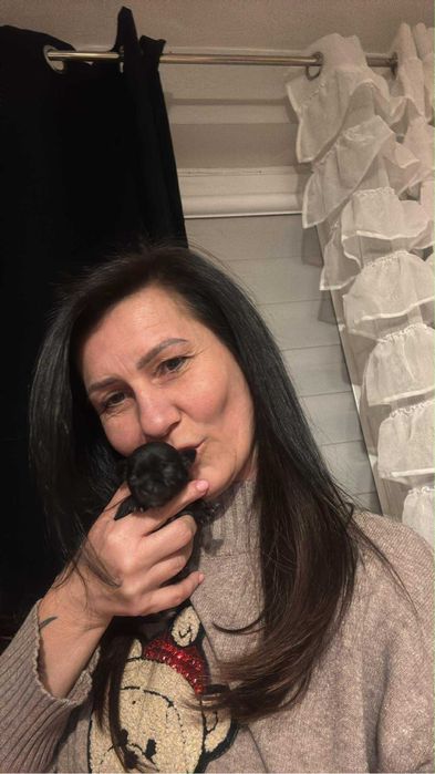 Chihuahua dziewczynka  malenka