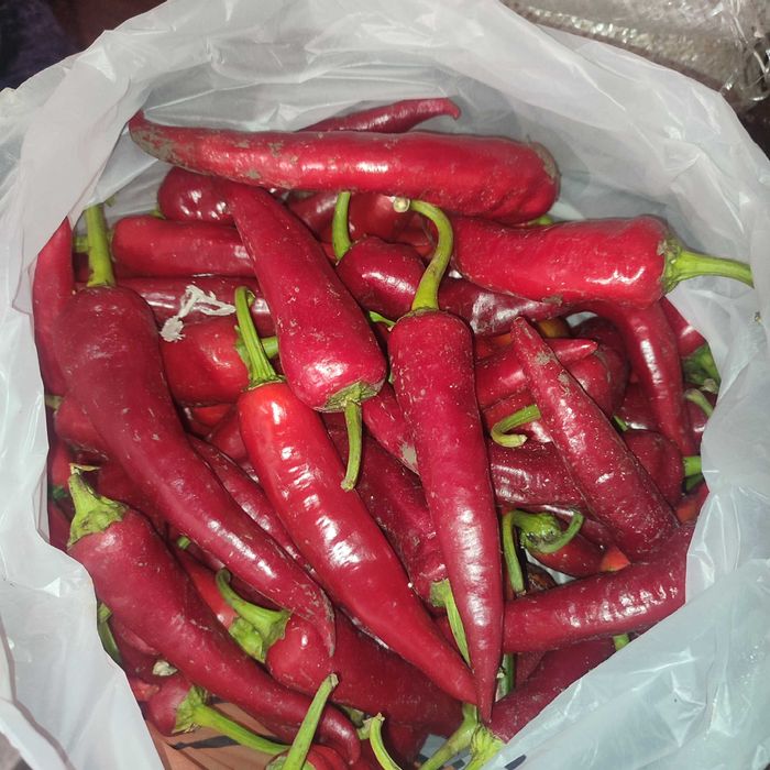 Продам гострий перець