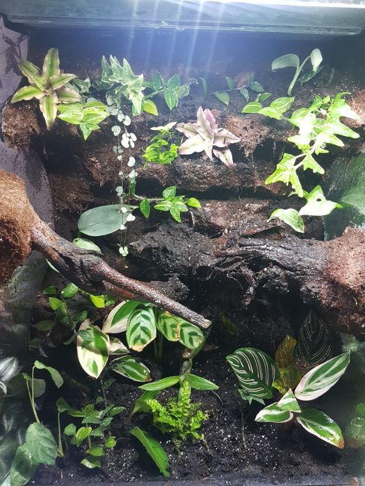 Terrarium tropikalne wysoka jakość