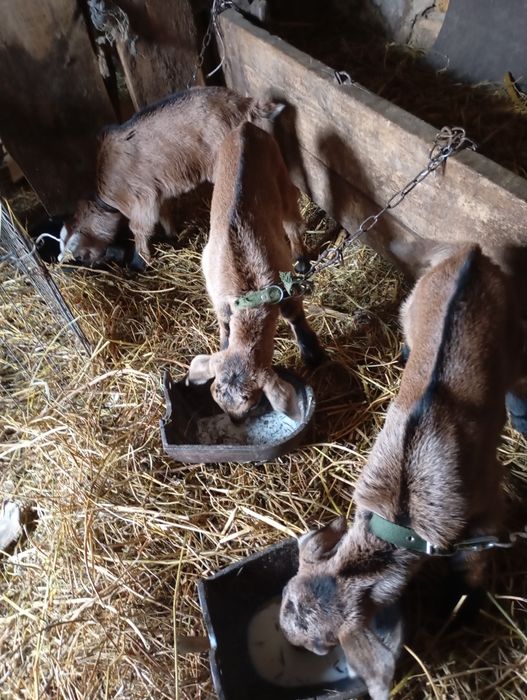 Продам козу,цапа, козенят