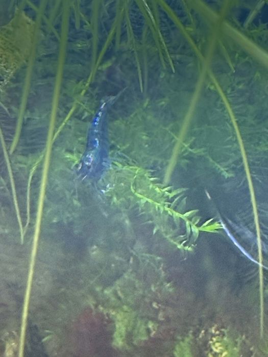 Krewetki blue velvet