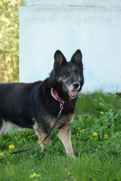 Kochana staruszka Kodi szuka domu
