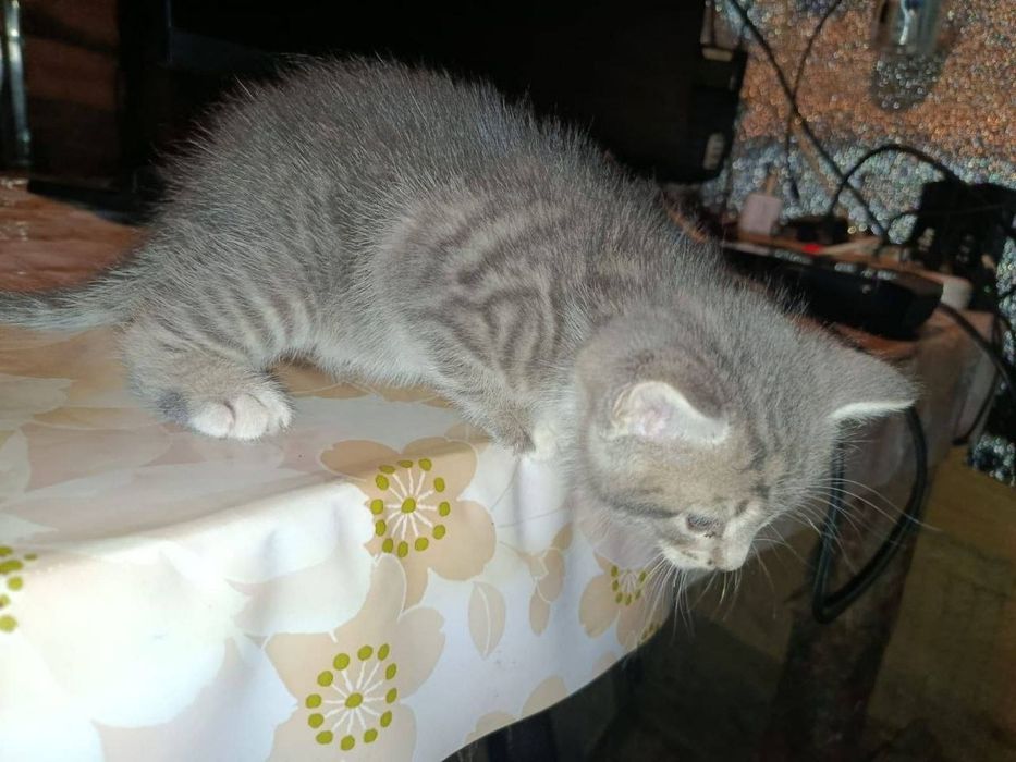 Кошенята безкоштовно