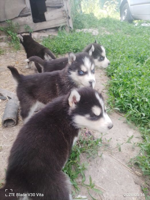 Продам щенков хаски