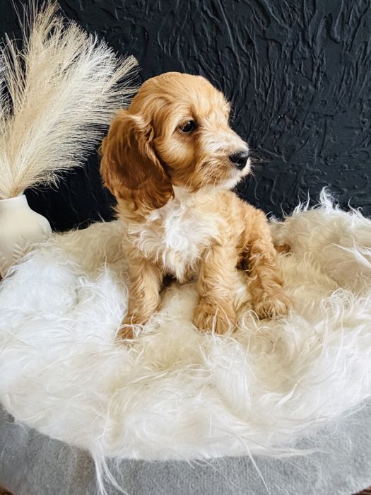 Cockapoo- cocker spaniel - pudel