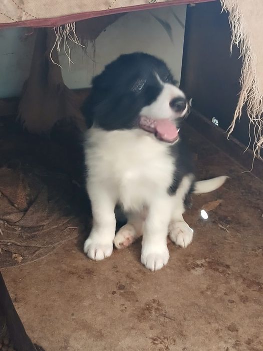 Border collie disponiveis