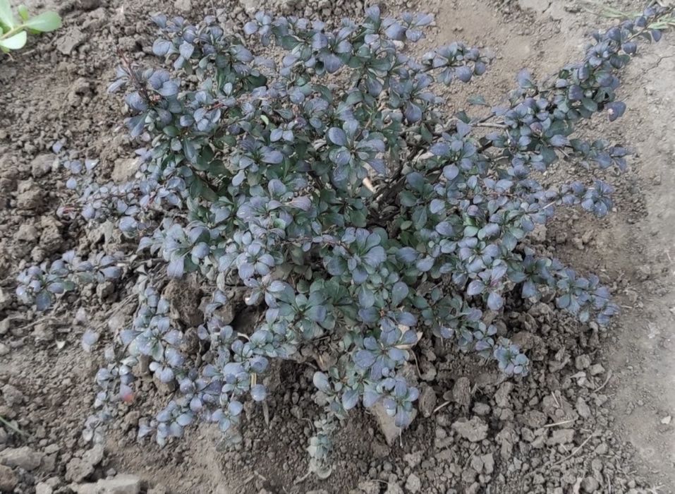 Саджанеці.  слива пізня . Роза