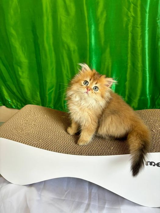Хлопчик золота шиншила