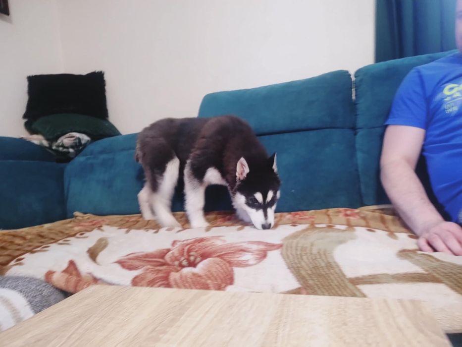 Aktualizacja : ostatnia suczka Alaskan Malamute