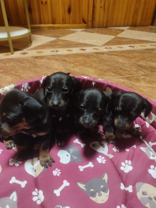 Jamnik krótkowłosy czarny podpalany.