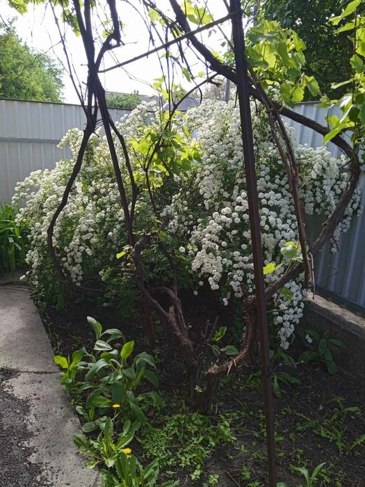 Продам уютный семейный дом в Синельниково