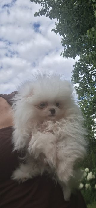Szpic miniaturowy pomeranian