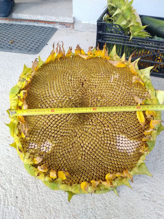 Pack 50 Sementes de Girassol Gigante